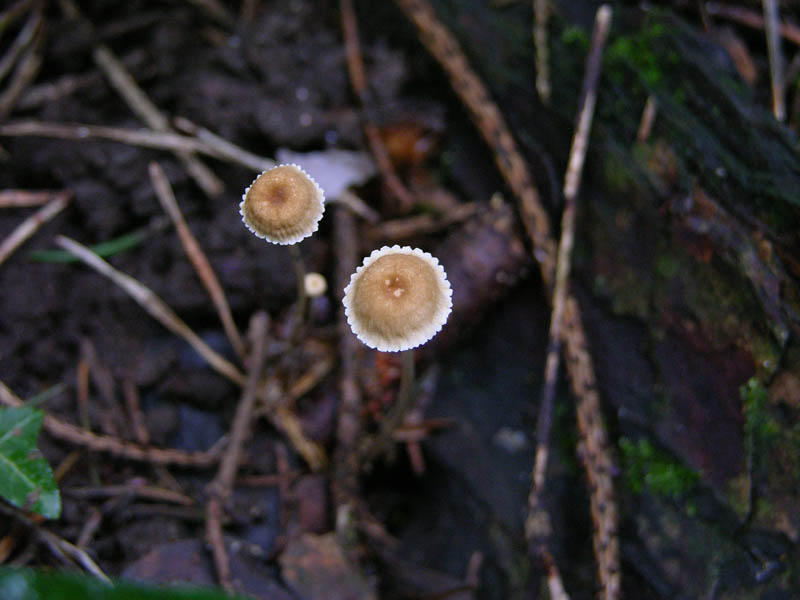 Confermate Mycena clavicularis?